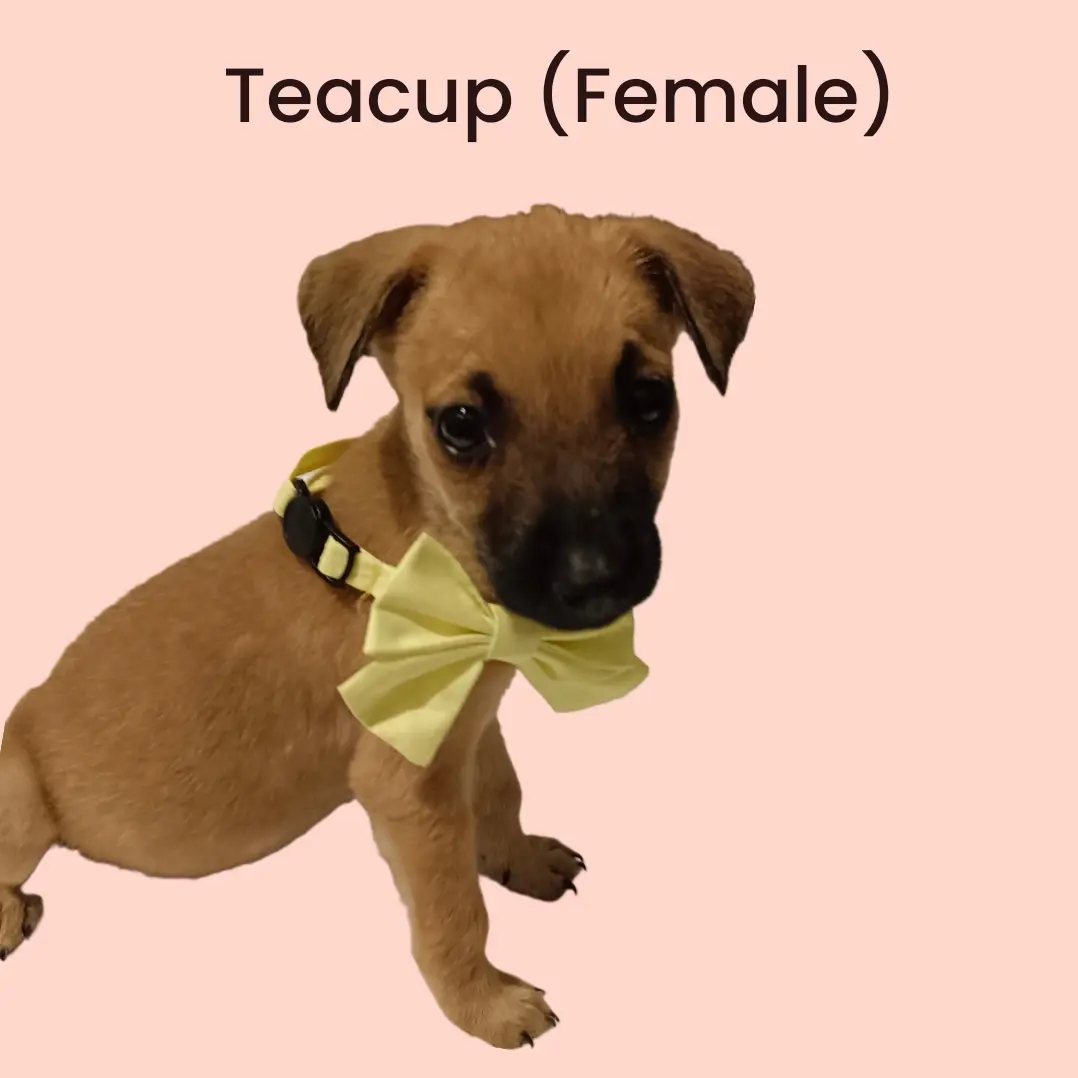 Teacup  - Mixed Breed Dog