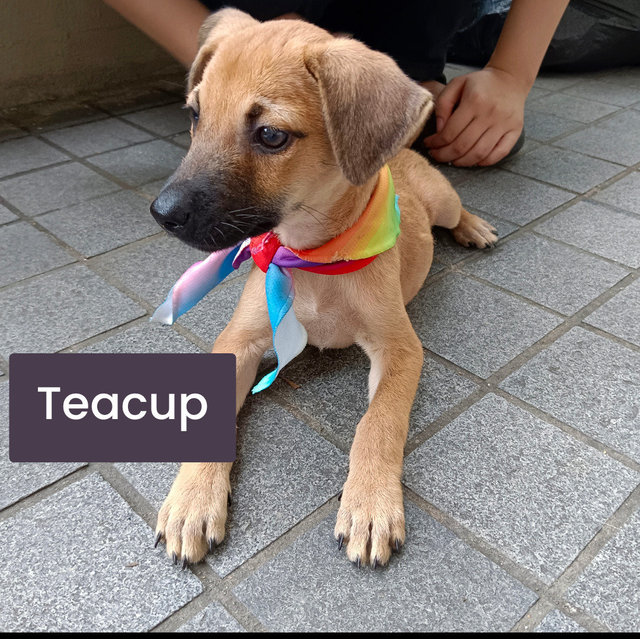 Teacup  - Mixed Breed Dog