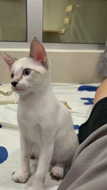 暹罗虎斑 - Siamese + Domestic Short Hair Cat