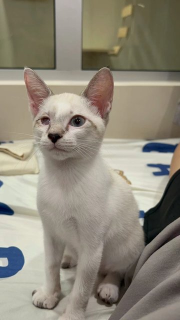 暹罗虎斑 - Siamese + Domestic Short Hair Cat