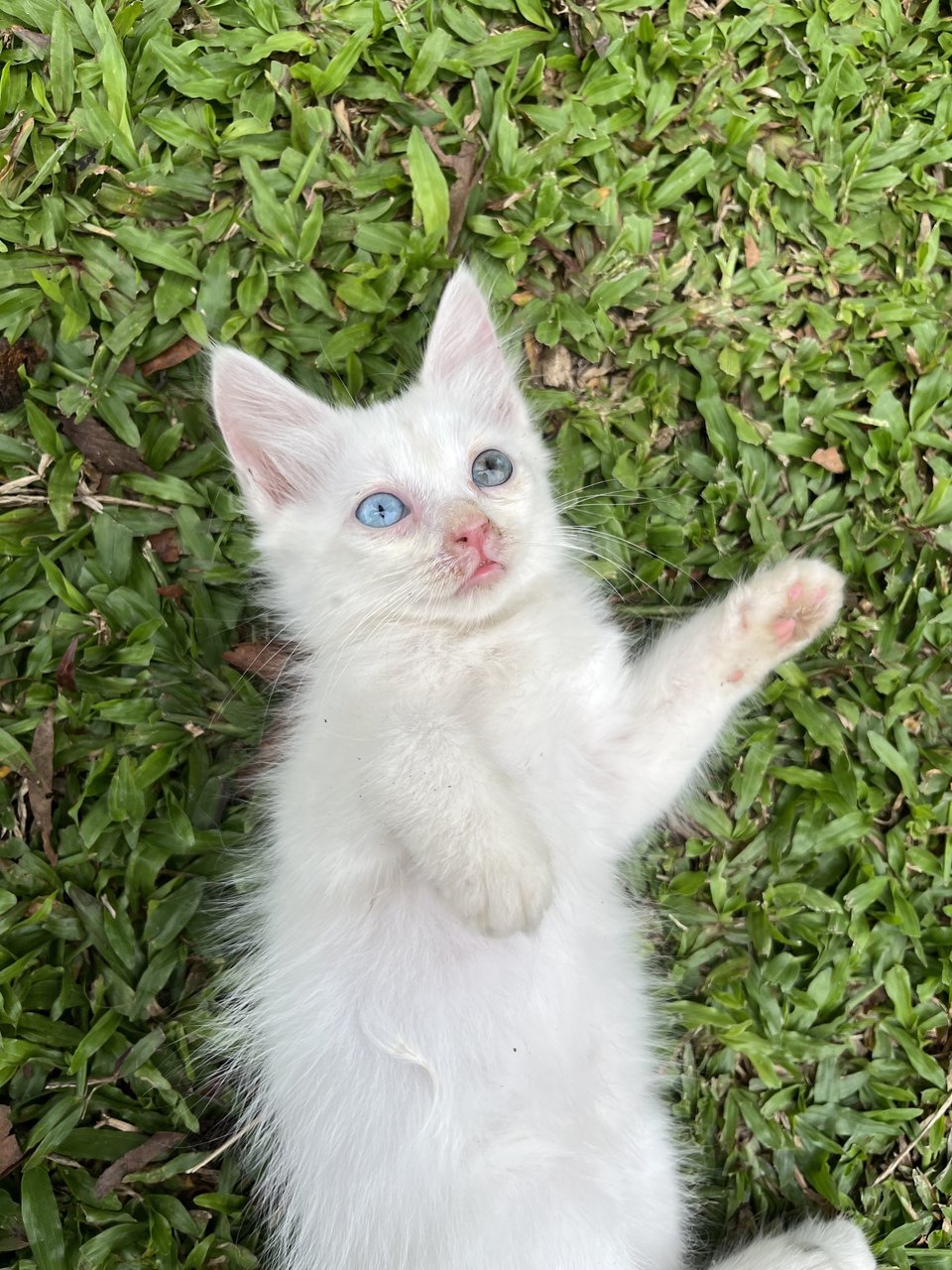 Senah White  - Domestic Long Hair Cat