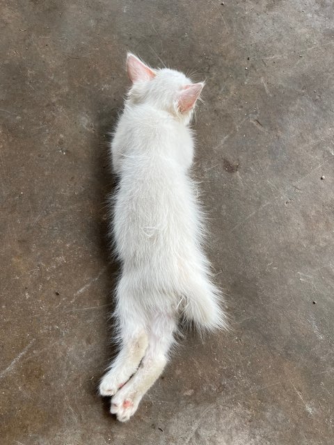 Senah White  - Domestic Long Hair Cat