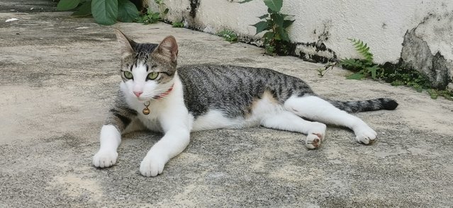 Tabby - Tabby + Domestic Short Hair Cat