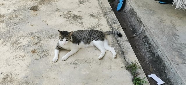 Tabby - Tabby + Domestic Short Hair Cat