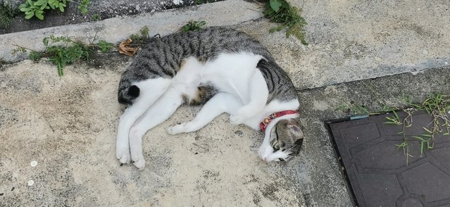 Tabby - Tabby + Domestic Short Hair Cat