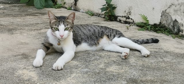 Tabby - Tabby + Domestic Short Hair Cat