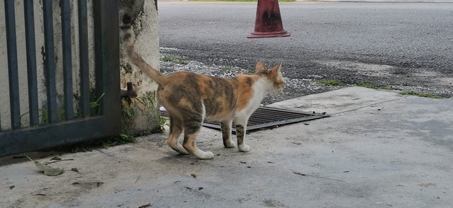 Tiny - Calico + Domestic Short Hair Cat