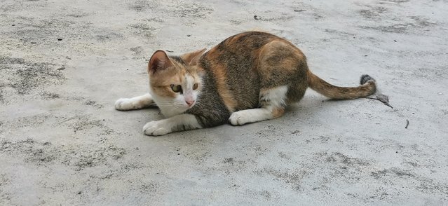 Tiny - Calico + Domestic Short Hair Cat