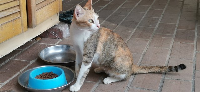 Tiny - Calico + Domestic Short Hair Cat