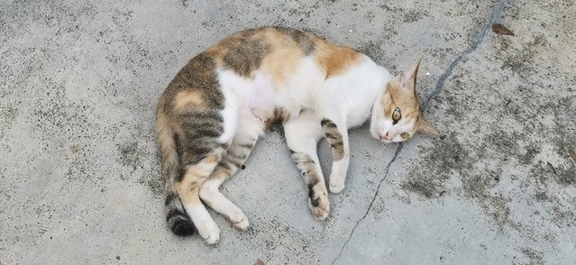 Tiny - Calico + Domestic Short Hair Cat