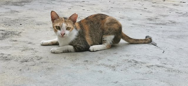 Tiny - Calico + Domestic Short Hair Cat