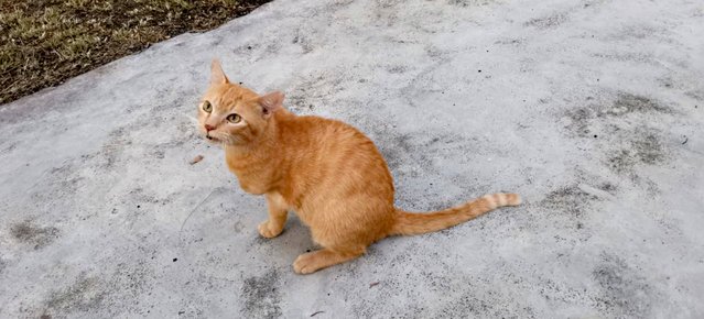 Taco - Domestic Short Hair Cat