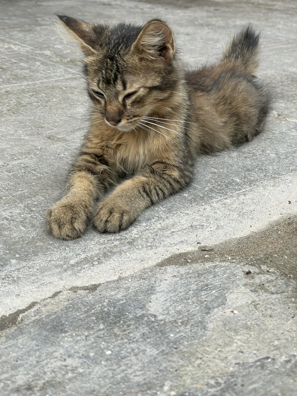 Choco - Domestic Medium Hair Cat