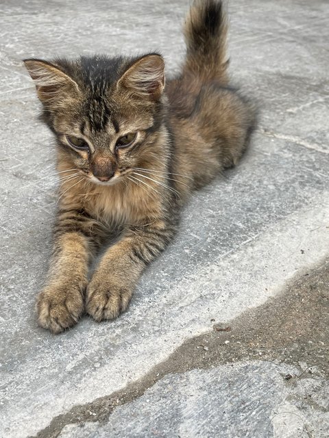 Choco - Domestic Medium Hair Cat