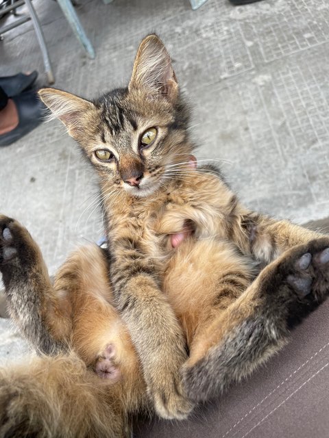 Choco - Domestic Medium Hair Cat