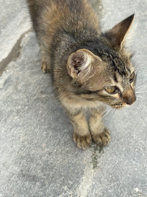 Choco - Domestic Medium Hair Cat