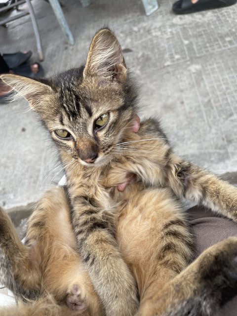 Choco - Domestic Medium Hair Cat