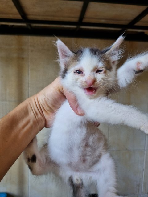 Alvin - Domestic Long Hair Cat