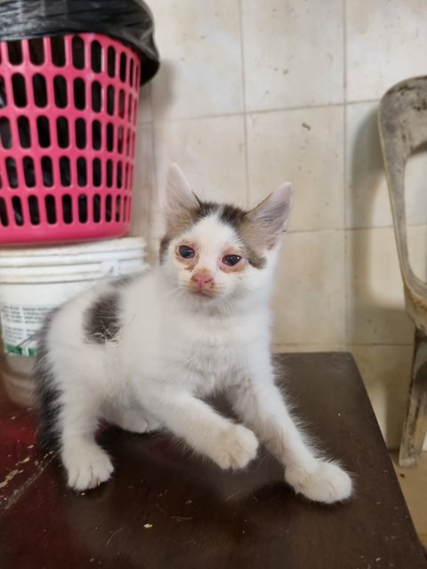 Alvin - Domestic Long Hair Cat