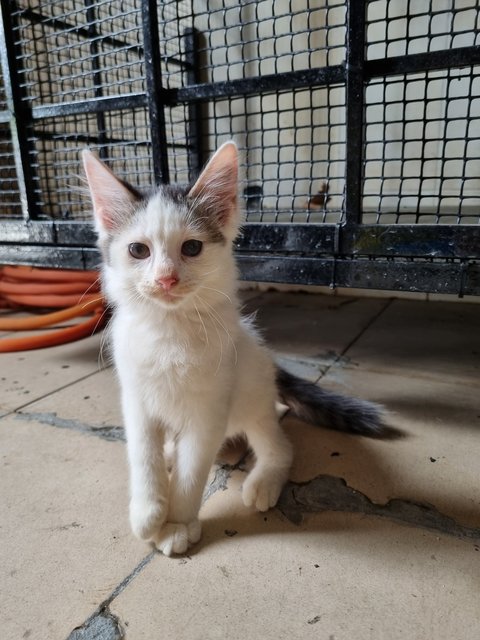 Alvin - Domestic Long Hair Cat