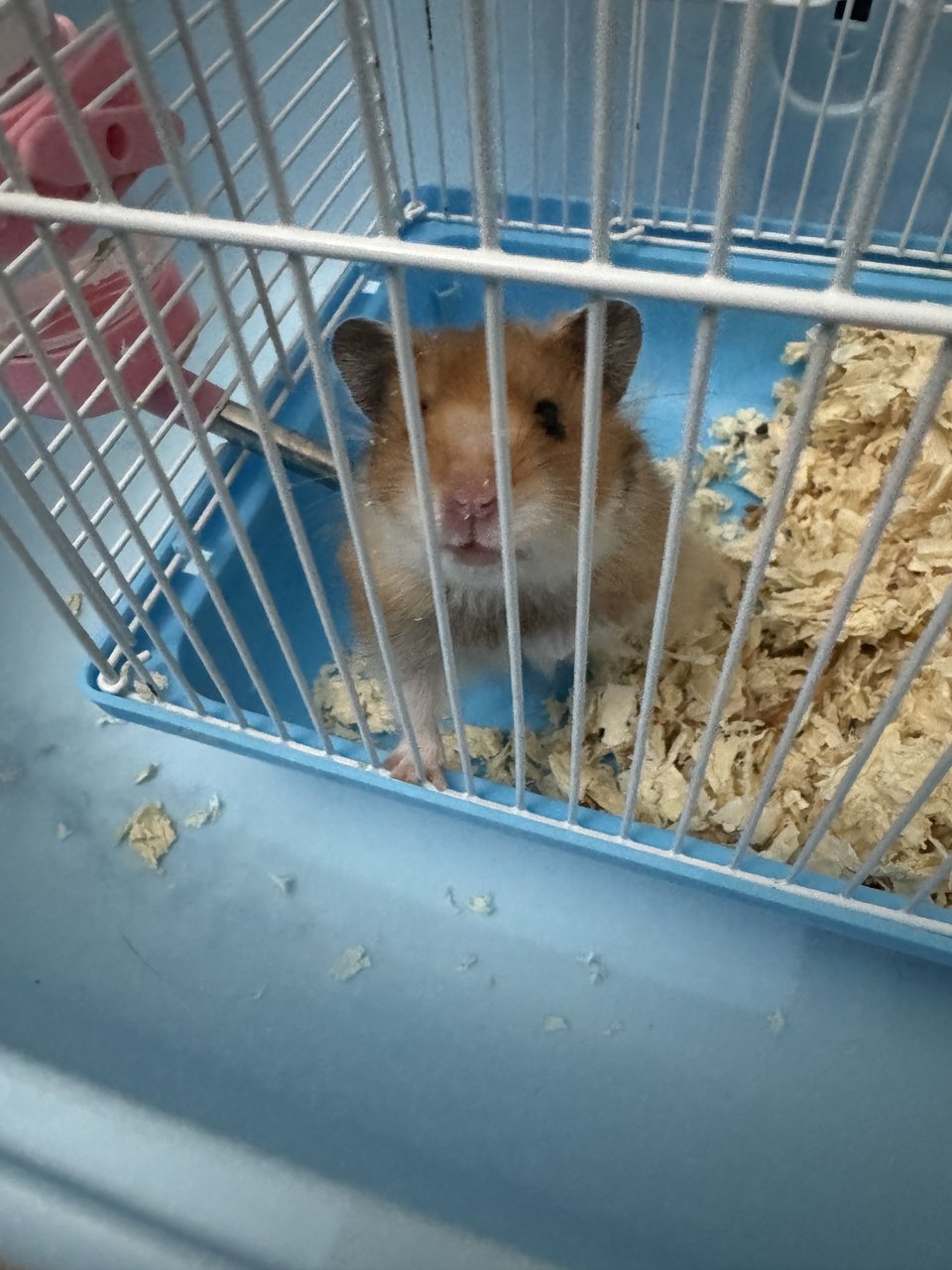 Boy - Syrian / Golden Hamster Hamster