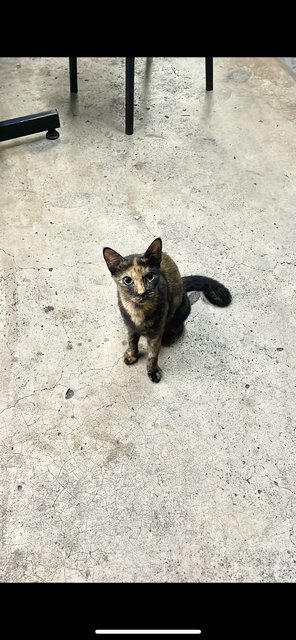 Haya ☀️ (Spayed) - Tortoiseshell + Domestic Short Hair Cat