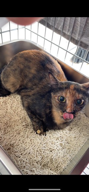 Haya ☀️ (Spayed) - Tortoiseshell + Domestic Short Hair Cat