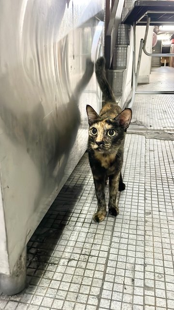 Haya ☀️ (Spayed) - Tortoiseshell + Domestic Short Hair Cat