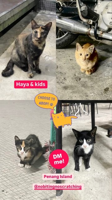 Haya ☀️ (Spayed) - Tortoiseshell + Domestic Short Hair Cat