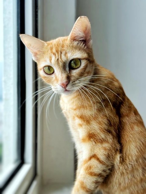 Molly Ringtail - Domestic Short Hair Cat