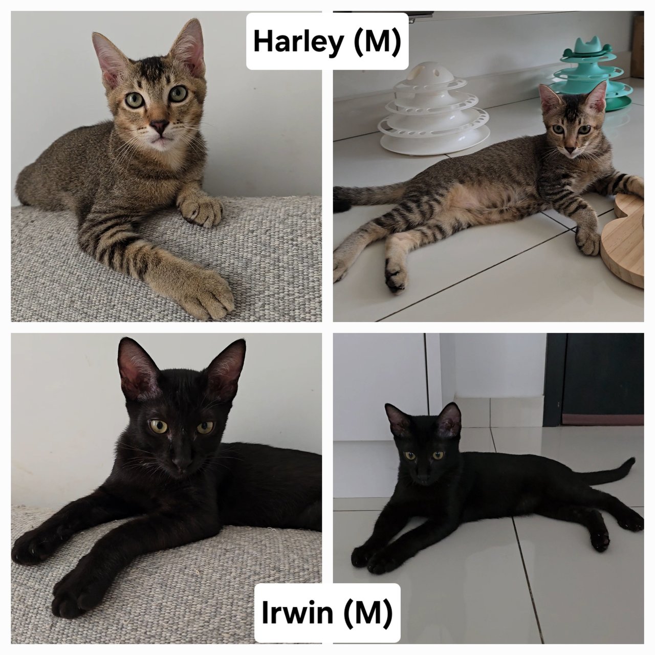 Harley, Irwin - Domestic Short Hair Cat