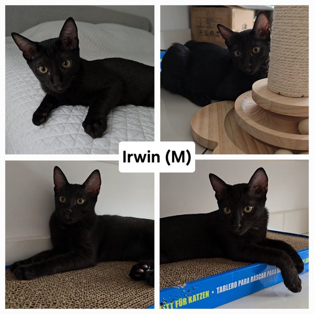 Harley, Irwin - Domestic Short Hair Cat