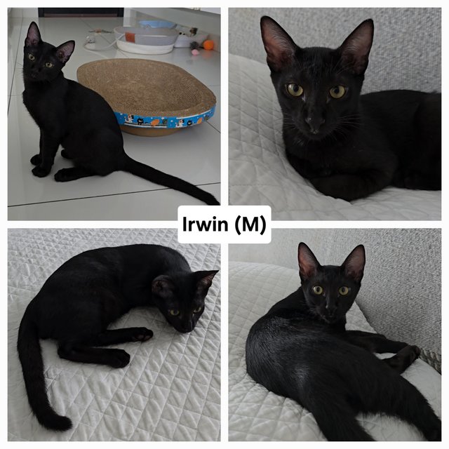 Harley, Irwin - Domestic Short Hair Cat