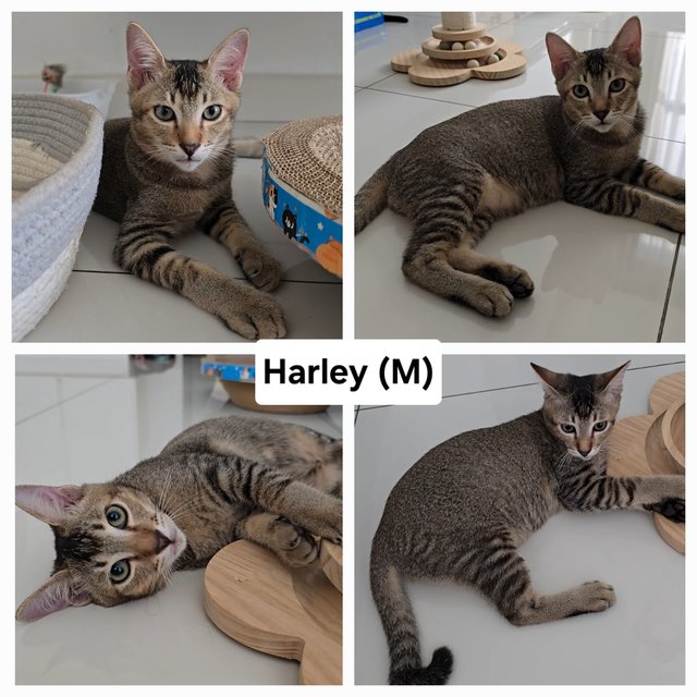 Harley, Irwin - Domestic Short Hair Cat