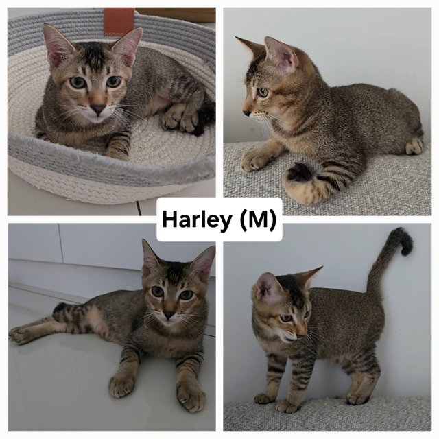 Harley, Irwin - Domestic Short Hair Cat