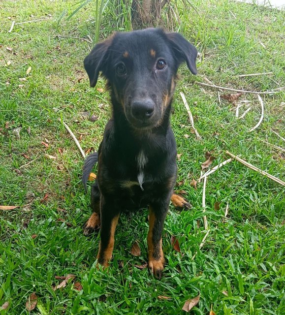 Fluffy - The Cutest  - Mixed Breed Dog