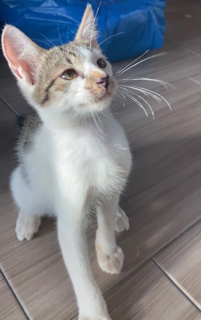 Mullet  - Domestic Short Hair Cat