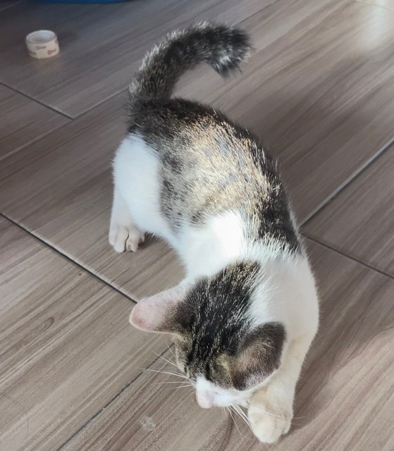 Mullet  - Domestic Short Hair Cat