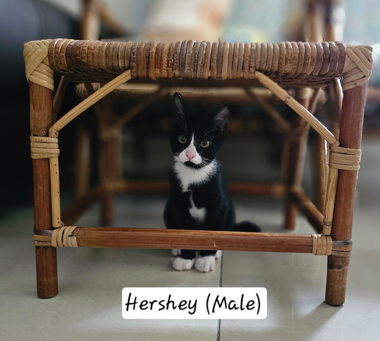 Hershey - Domestic Short Hair Cat