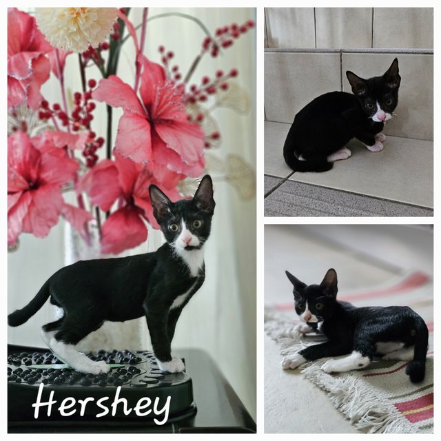 Hershey - Domestic Short Hair Cat