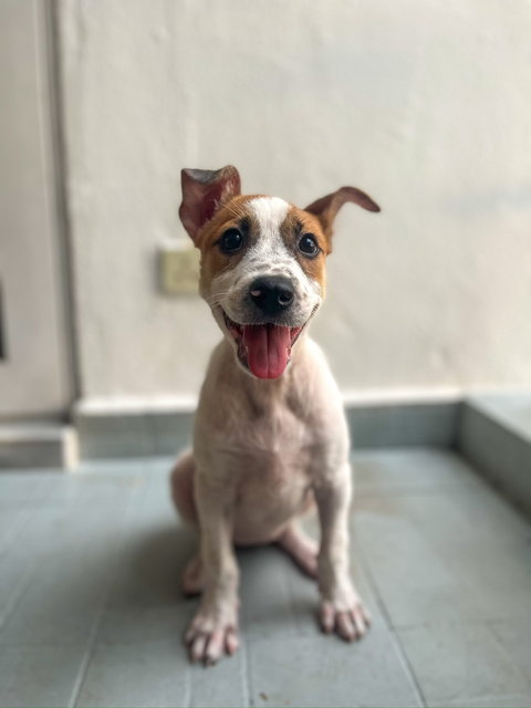 Baymax - Mixed Breed Dog