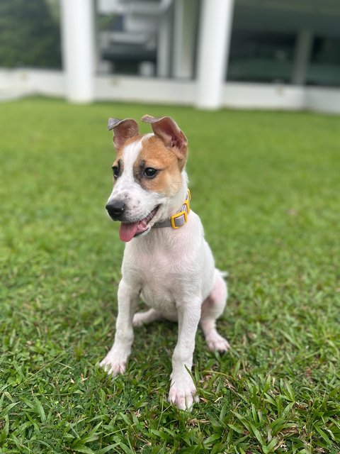 Baymax - Mixed Breed Dog