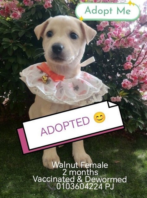 4 Puppies Adopted ❤️ - Mixed Breed Dog