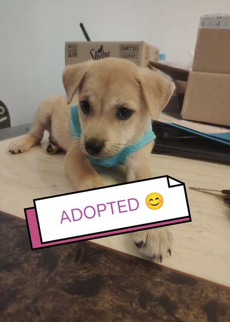 4 Puppies Adopted ❤️ - Mixed Breed Dog