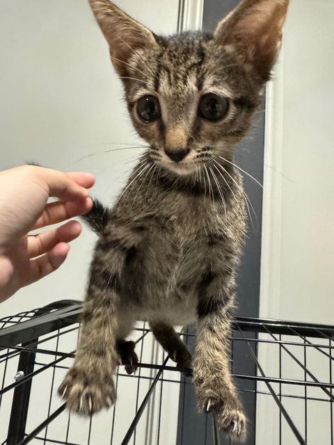 Gray - Domestic Short Hair Cat