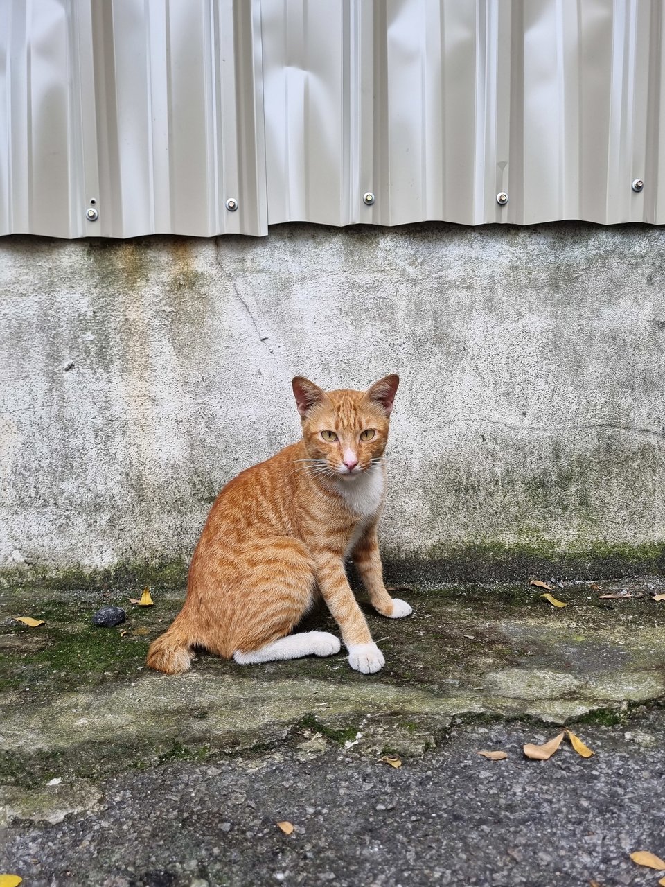 Sean - Domestic Short Hair Cat