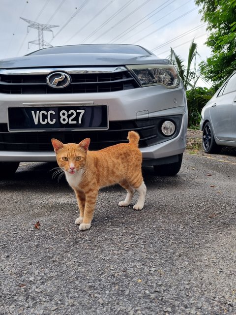 Sean - Domestic Short Hair Cat