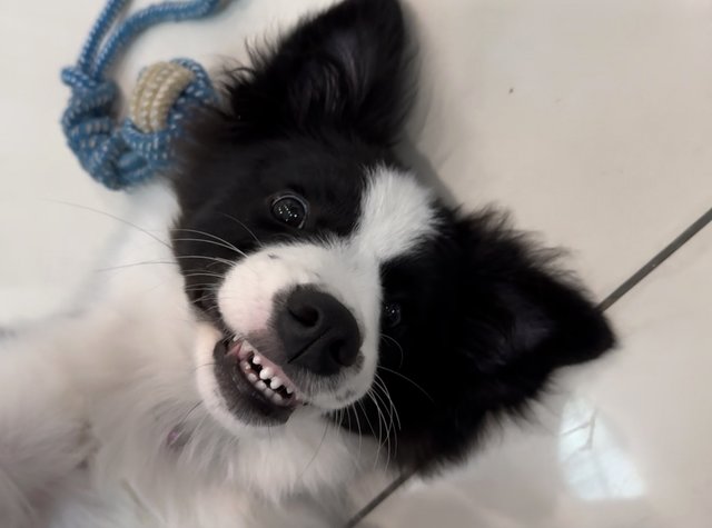 Luna - Border Collie Dog