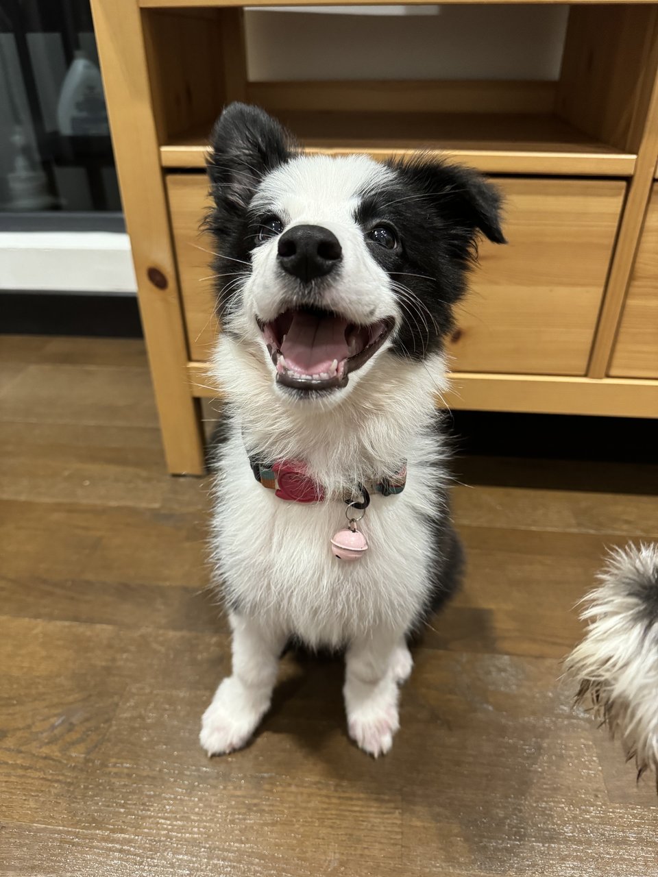 Million - Border Collie Dog