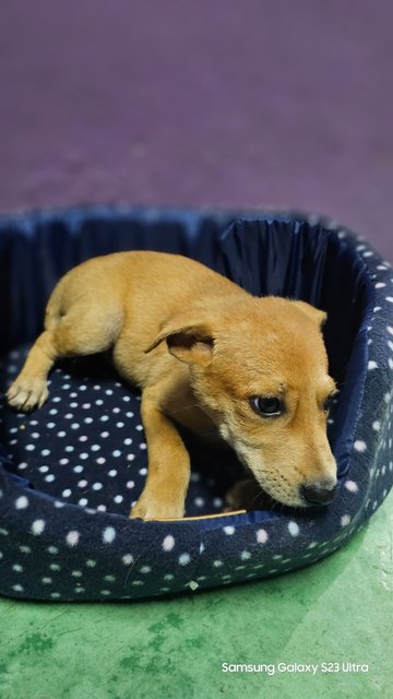 Jasper - Mixed Breed Dog